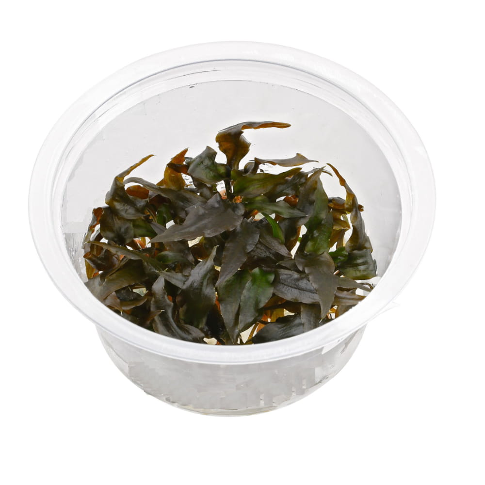 cryptocoryne wendtii brown kubek.jpg
